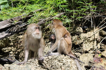 Naklejka premium Beautiful unique city of Bangkok in Thailand and Phuket, Ko Samui, Khao Lak