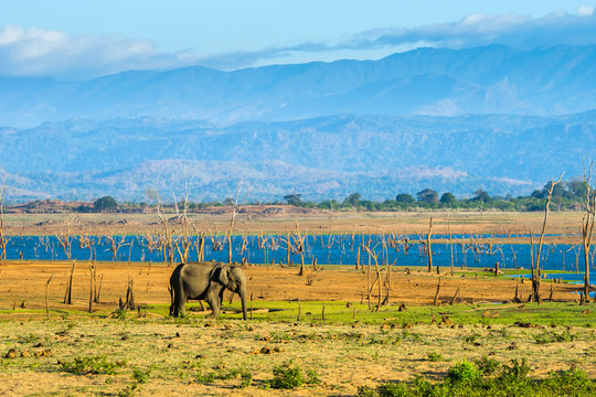 Lone Elephant In Udawalawe National Park.