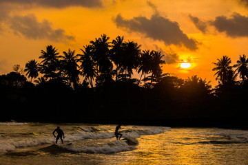 Sunset view of a palm trees and tropical beach with surfers at sunset. Indian ocean shore, Sri Lanka.