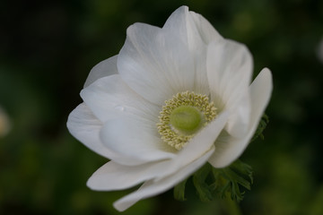 アネモネ　アネモネの花がきれいに咲いていた。