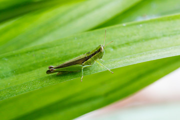 Green grasshopper