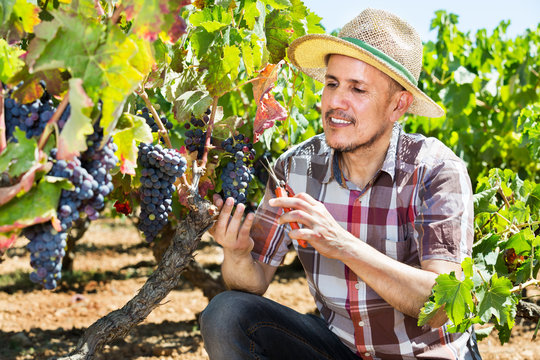 Latino Man Picking Ripe Grapes On Vineyard