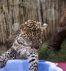 Leopard cub - cuteness 