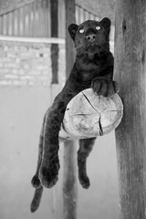 Leopard cub - cuteness 