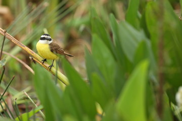 bird of pantanal in the nature habitat, wild brasil, brasilian wildlife, pantanal, green jungle, south american nature and wild