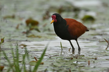 bird of pantanal in the nature habitat, wild brasil, brasilian wildlife, pantanal, green jungle, south american nature and wild