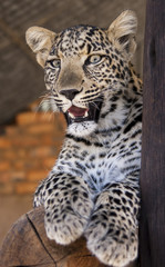 Naklejka na ściany i meble Leopard cub - cuteness 