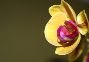 flowers yellow Orchid