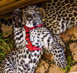 Fototapeta na wymiar Leopard cub - cuteness 