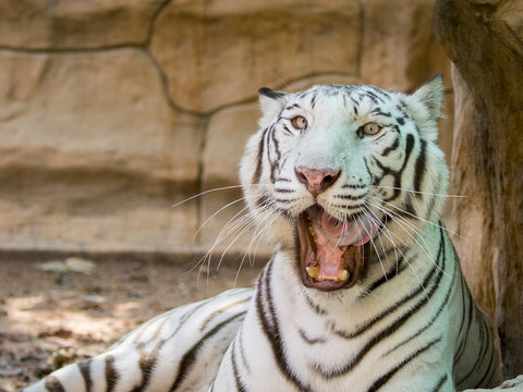 Image of a white tiger on nature background. Wild Animals.