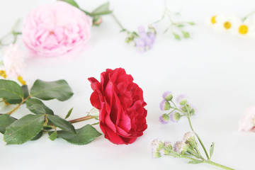 Beautiful rose on white background 