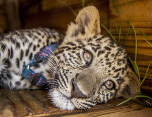 Leopard cub - cuteness 