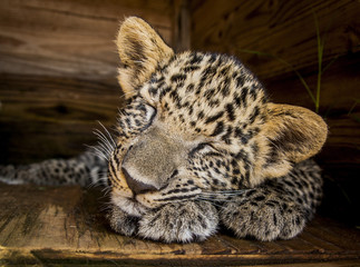 Leopard cub - cuteness 