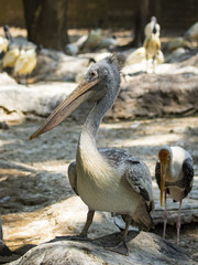 Image of Spot-billed pelican ( Pelecanus philippensis). wild animals.