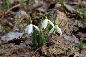 Snowdrops