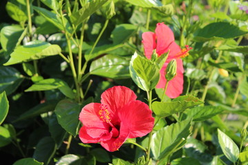 Red hibiscus on the green leaf background