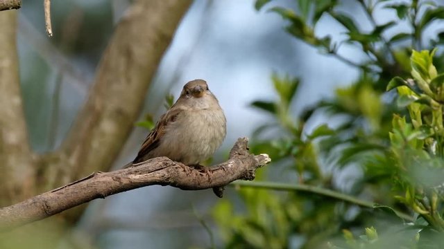 The house sparrow is a bird of the sparrow family Passeridae, found in most parts of the world. A small bird, it has a typical length of 16 cm and a mass of 24&ndash;39.5 g. 