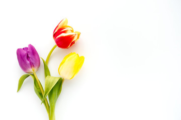 Top view of three tulips in yellow, purple and red colors on white background with lots of copy...