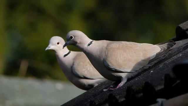 The ring-necked dove, also known as the Cape turtle dove or half-collared dove, is a widespread and often abundant dove species in East and southern Africa.