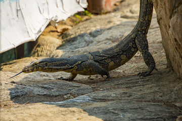Image of a bengal monitor.  Reptile Animals.