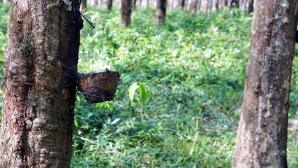 Raw latex rubber in the rubber trees garden. The large plantation area.