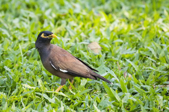 Image of common mynah bird on the grass. Wild Animals.