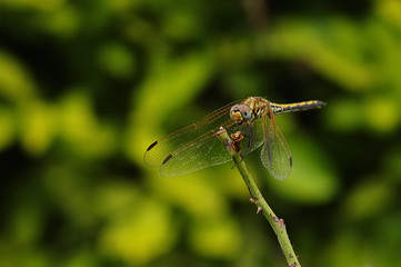 Dragon fly on a twig in a garden