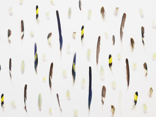 White background with a pattern of parrot feathers. Multicolored feathers on white background.