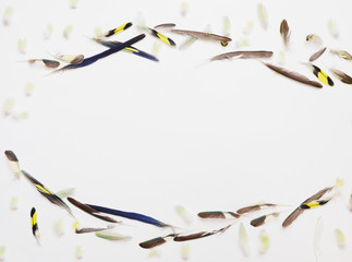 Frame from parrot feathers. Multicolored feathers on white background. 