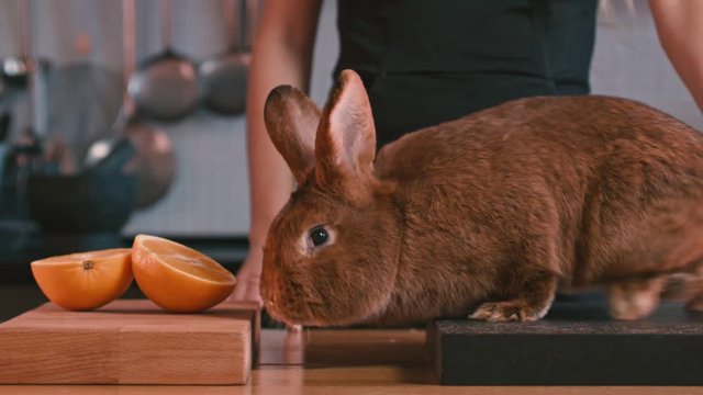 Rabbit sitting on board at kitchen. Woman hand stroking rabbit. Brown rabbit and orange fruit at kitchen. Rabbit sniffing . Animal and fruit on wooden table. Adorable lapin. Brown bunny