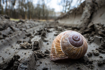 No parking (wrong parking spot) snail on the road