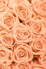 Tan and peach rosesbackground pattern