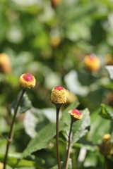 Obraz premium オランダセンニチ