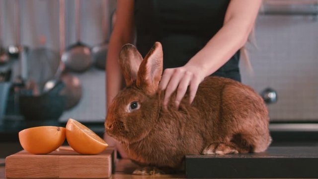 Woman's hand stroking rabbit between ears. Female stroking rabbit on kitchen table. Brown rabbit sniffing orange fruit. Shy animal. Lapin and fruit on kitchen. Brown bunny