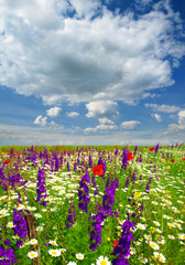 Naklejka premium Summer wildflowers and clouds