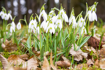 Snowdrops in bloom