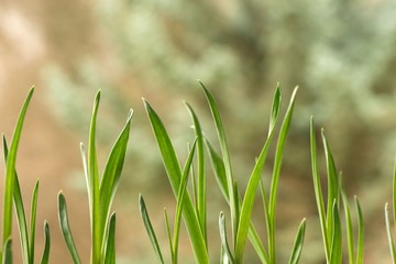Closeup of young garlic plants growing in spring in the garden