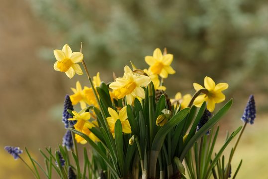 Closeup of yellow narcissus and blue muscari flowers outdoors