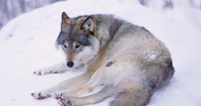 Injured male wolf licking his wounds