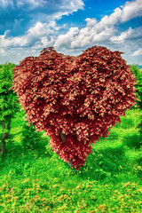 Obraz na płótnie Canvas Heart shape tree