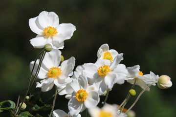 シュウメイギク