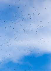A flock of raven birds on a blue sky
