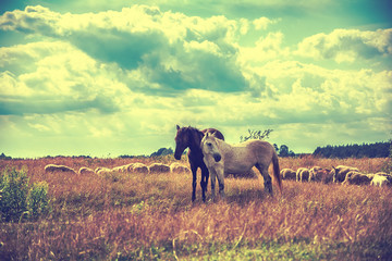 Two horses and sheep grazing on the meadow