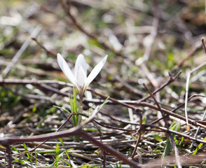 snowdrop flower in nature