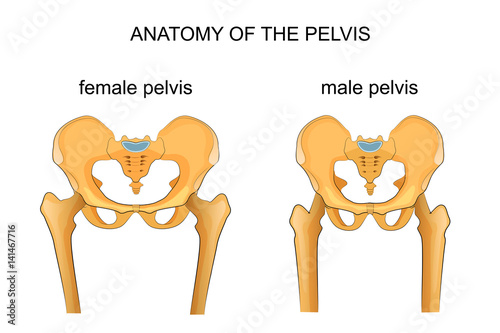 "comparison of the skeleton of the male and female pelvis ...