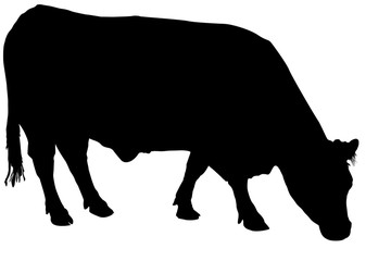  silhouette de vache