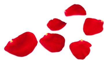 Red Rose petals fall  Isolated on white  background.  Valentine or Wedding background.