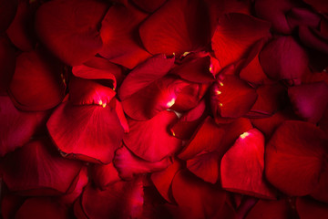 Naklejka premium Background of beautiful red rose petals close up macro
