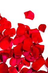 Red Rose petals fall  Isolated on white  background.  Valentine or Wedding background.