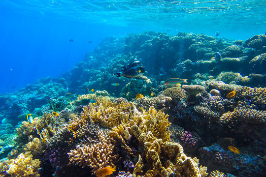 Fototapeta red sea underwater coral reef